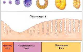 Как появляется трехслойный эндометрий?