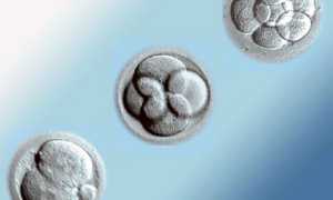 Беременность после криопереноса: тесты, признаки и особенности