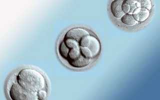 Беременность после криопереноса: тесты, признаки и особенности