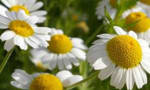 Ромашка: лечебные свойства и противопоказания, применение в косметологии, традиционной и народной медицине