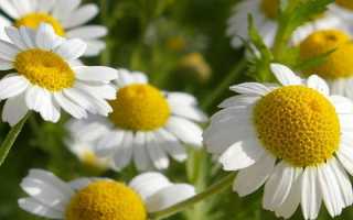 Ромашка: лечебные свойства и противопоказания, применение в косметологии, традиционной и народной медицине