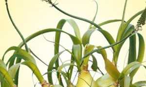 Птицемлечник хвостатый или индийский лук против грибка ногтей