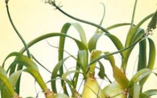 Птицемлечник хвостатый или индийский лук против грибка ногтей