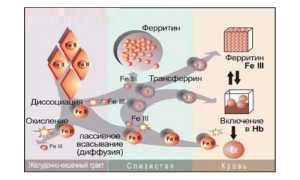 Пониженный уровень ферритина – причины и симптомы недостатка железа в крови