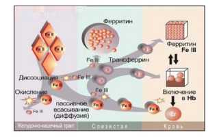 Пониженный уровень ферритина – причины и симптомы недостатка железа в крови