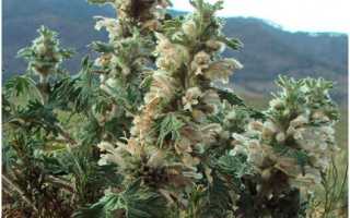 Измаген при бесплодии: полезные свойства и схемы лечения