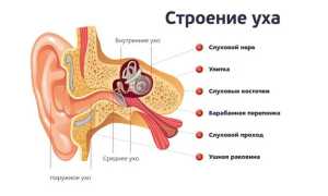 Серозный отит у детей и взрослых — симптомы и лечение