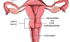 Шейка матки при беременности