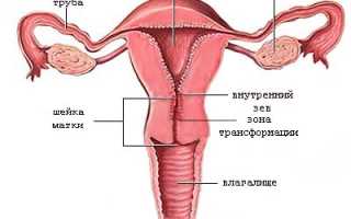 Шейка матки при беременности