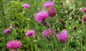 Расторопша – лечебные свойства и противопоказания, народные рецепты