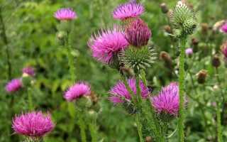 Расторопша – лечебные свойства и противопоказания, народные рецепты