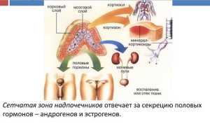 Гормоны надпочечников: названия и функции