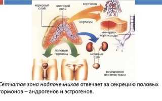 Гормоны надпочечников: названия и функции