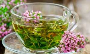 Душица – лечебные свойства и противопоказания, химический состав, применение в рецептах народной медицины