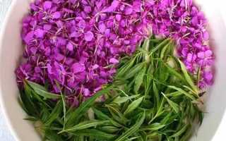 Иван — чай или Кипрей — лечебные свойства и противопоказания