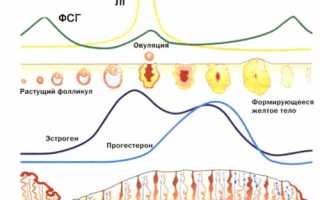 Как связаны алкоголь и овуляция?