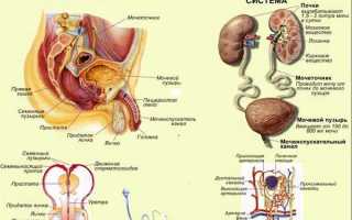 Анатомия и строение мочеполовой системы мужчины
