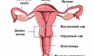 Короткая шейка матки при беременности