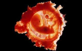 Что такое плодное яйцо в матке: видно ли его на УЗИ?