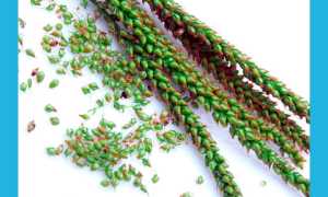 Семена подорожника при бесплодии: помогают или нет