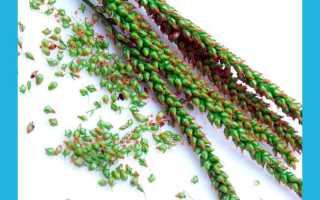 Семена подорожника при бесплодии: помогают или нет