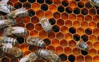 Перга пчелиная–полезные свойства и противопоказания