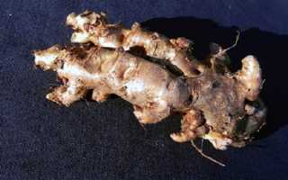 Родиола розовая-Золотой корень:лечебные свойства, противопоказания и использование в народной медицине. Полная инструкция по применению