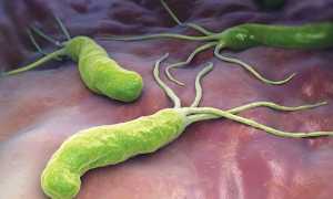 Схема лечения хеликобактер пилори