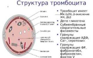 Тромбоциты в крови при беременности – где здесь норма?
