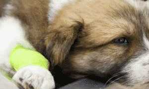 Подкожные личинки (овод) у собак