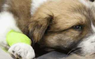 Подкожные личинки (овод) у собак