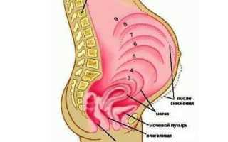 Когда начинает приподниматься матка при беременности и для чего это нужно?