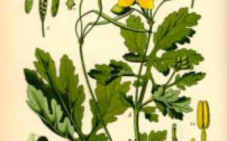 Лечение грибковой инфекции с помощью чистотела