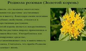 Родиола розовая – лечебные свойства для мужчин, женщин и детей, как готовить и принимать в домашних условиях