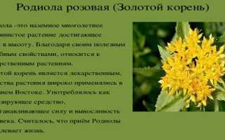 Родиола розовая – лечебные свойства для мужчин, женщин и детей, как готовить и принимать в домашних условиях