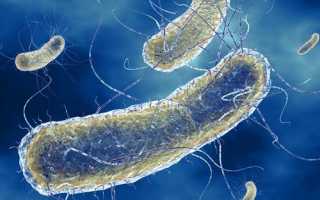 Опасность кишечной палочки при беременности и способы ее устранения