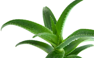 Лекарственные свойства алое при лечении псориаза