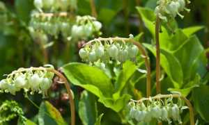 Боровая матка при миоме