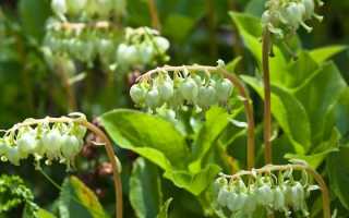 Боровая матка при миоме