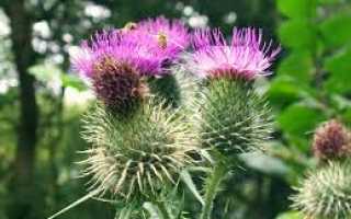 Рецепты с расторопшей при миоме матки