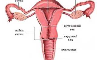 Зев матки: роль при беременности, родах и женских циклах