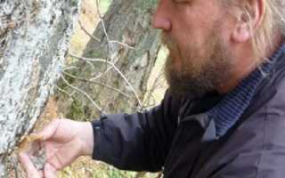 Когда и как лучше всего собирать еловую живицу