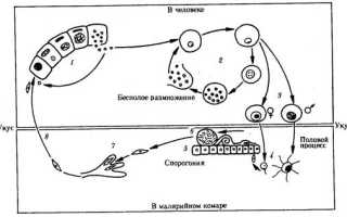 Малярийный плазмодий