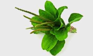 Народные средства от ангины у взрослых