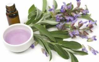 Шалфей для овуляции и зачатия: польза и вред