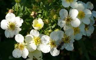 Лапчатка белая–полезные свойства