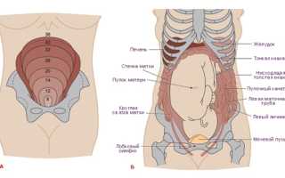 Как нащупать матку в домашних условиях?