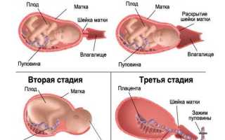 Как подготовиться к родам, курсы для будущих мам