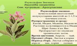 Раунатин – инструкция по применению, показания, дозировка, механизм действия и цена