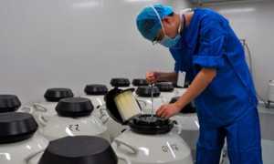 Как происходит перенос эмбрионов после криоконсервации